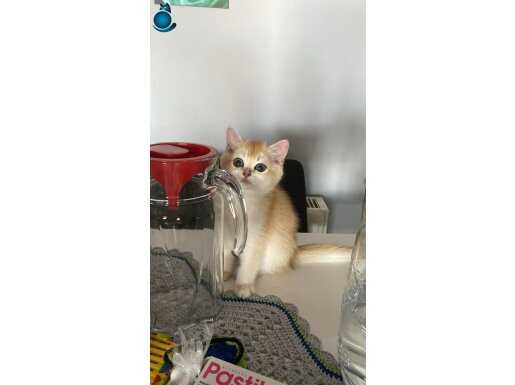 British shorthair golden kedi 