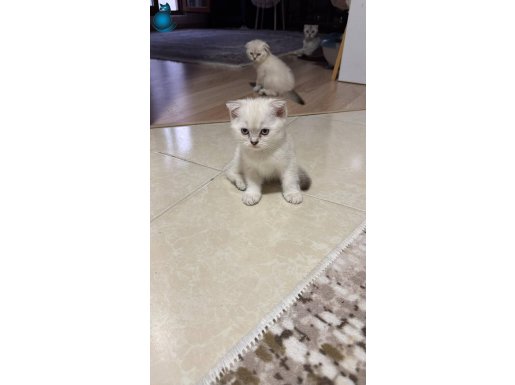 British shorthair dişi kedimiz