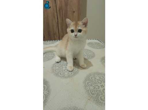 British shorthair golden ny12 