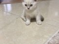 British shorthair dişi kedimiz