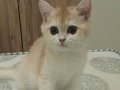 British shorthair golden ny12 