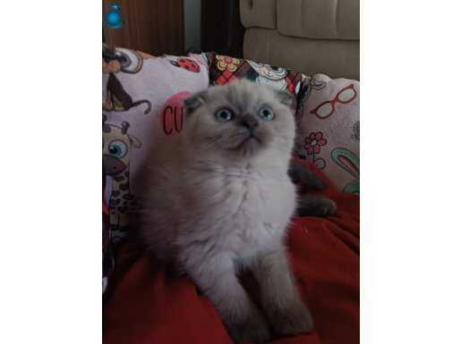 Scottish blue point