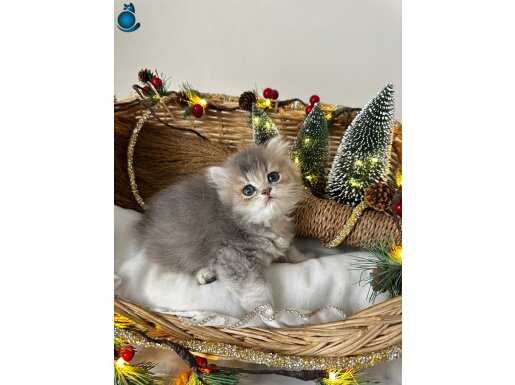 Mamaya alışkın saf kan scr li kediler eğitimleri tam