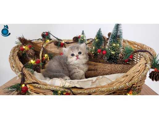 Hatay cins kedi 