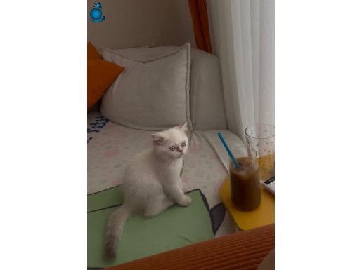 Güzel kızımız yeni yuvasını arıyor