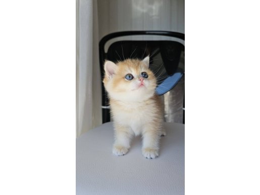 MANİSA İZMİR DENİZLİ UŞAK SAFKAN GOLDEN BRITISH SHORTHAIR