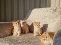 MANİSA İZMİR DENİZLİ UŞAK SAFKAN GOLDEN BRITISH SHORTHAIR