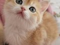 MANİSA İZMİR DENİZLİ UŞAK SAFKAN GOLDEN BRITISH SHORTHAIR