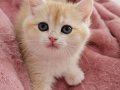 MANİSA İZMİR DENİZLİ UŞAK SAFKAN GOLDEN BRITISH SHORTHAIR