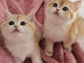 MANİSA İZMİR DENİZLİ UŞAK SAFKAN GOLDEN BRITISH SHORTHAIR