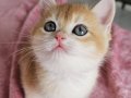 SAFKAN GOLDEN BRITISH SHORTHAIR