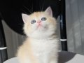 SAFKAN GOLDEN BRITISH SHORTHAIR