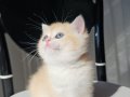 SAFKAN GOLDEN BRITISH SHORTHAIR