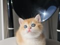 SAFKAN GOLDEN BRITISH SHORTHAIR