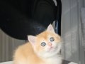 SAFKAN GOLDEN BRITISH SHORTHAIR