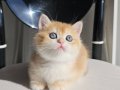 SAFKAN GOLDEN BRITISH SHORTHAIR