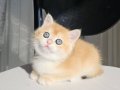 SAFKAN GOLDEN BRITISH SHORTHAIR