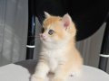 SAFKAN GOLDEN BRITISH SHORTHAIR
