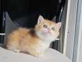 SAFKAN GOLDEN BRITISH SHORTHAIR