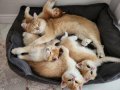SAFKAN GOLDEN BRITISH SHORTHAIR