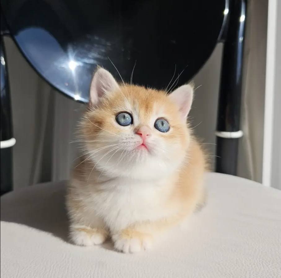 SAFKAN GOLDEN BRITISH SHORTHAIR
