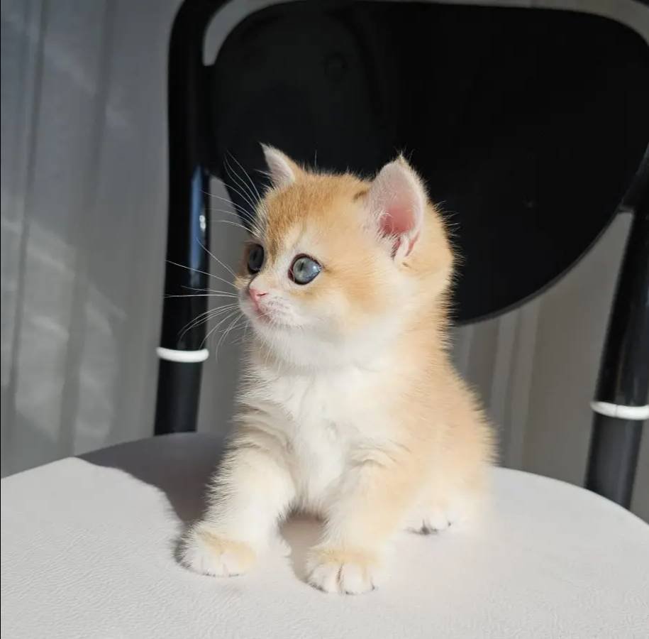 SAFKAN GOLDEN BRITISH SHORTHAIR