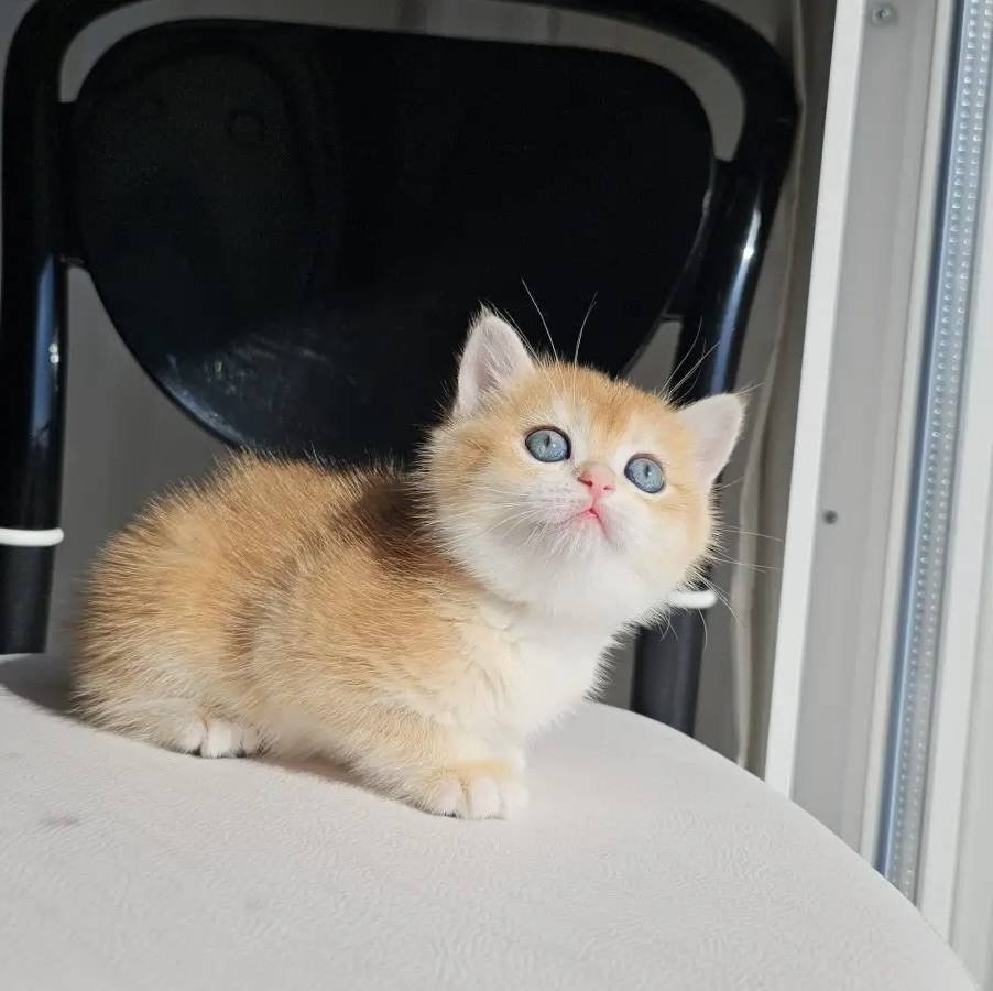 SAFKAN GOLDEN BRITISH SHORTHAIR