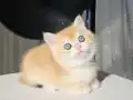 SAFKAN GOLDEN BRITISH SHORTHAIR