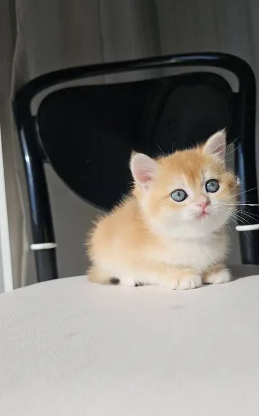 SAFKAN GOLDEN BRITISH SHORTHAIR