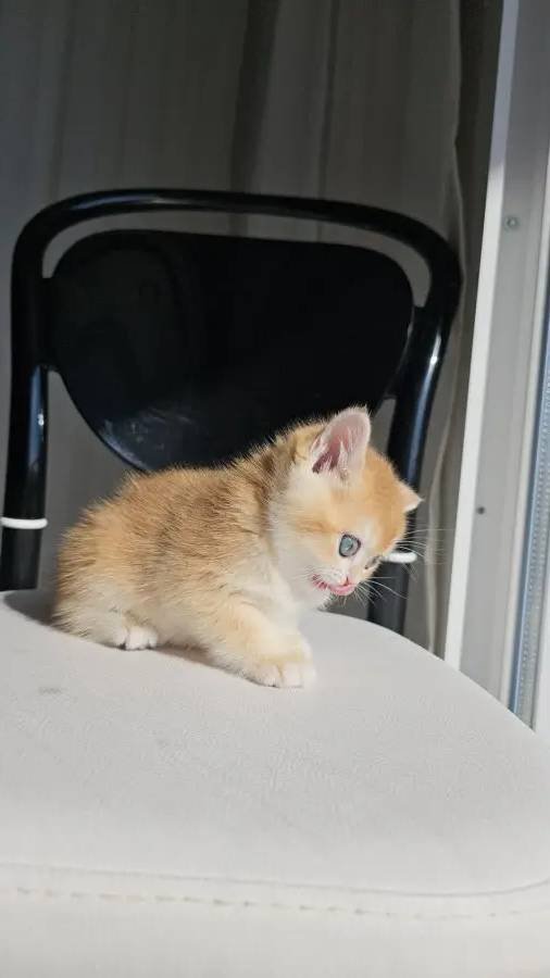 SAFKAN GOLDEN BRITISH SHORTHAIR