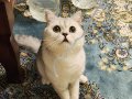 ÜCRETSİZ SAHİPLENDİRME BRITISH SHORTHAIR SILVER