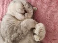ÜCRETSİZ SAHİPLENDİRME BRITISH SHORTHAIR SILVER