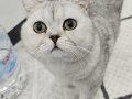 ÜCRETSİZ SAHİPLENDİRME BRITISH SHORTHAIR SILVER