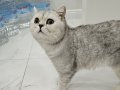 ÜCRETSİZ SAHİPLENDİRME BRITISH SHORTHAIR SILVER