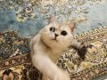 ÜCRETSİZ SAHİPLENDİRME BRITISH SHORTHAIR SILVER
