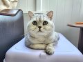 ÜCRETSİZ SAHİPLENDİRME BRITISH SHORTHAIR SILVER