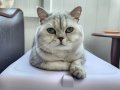 ÜCRETSİZ SAHİPLENDİRME BRITISH SHORTHAIR SILVER