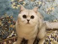 ÜCRETSİZ SAHİPLENDİRME BRITISH SHORTHAIR SILVER