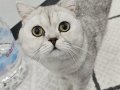 ÜCRETSİZ SAHİPLENDİRME BRITISH SHORTHAIR SILVER