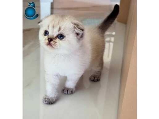 Satılık 2 aylık gri Scottish fold dişi kedi 