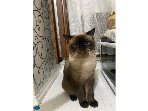 10 AYLIK EĞİTİMLİ SİYAM KEDİSİ