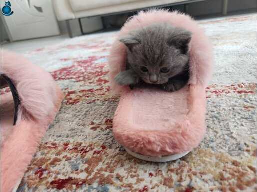 50 günlük british shorthair kediler 