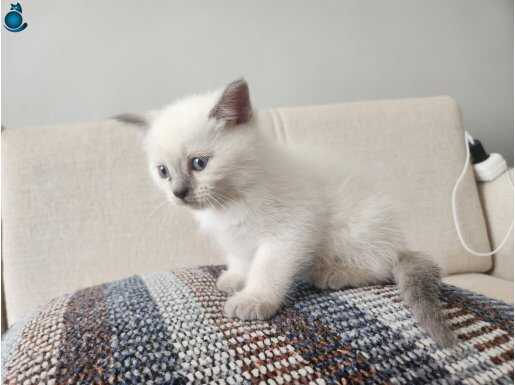 British shorthair kediler 