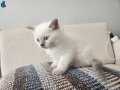 British shorthair kediler 