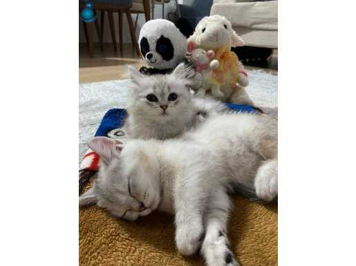 BRİTİSH SHORTHAİR ERKEK VE LONGHAİR DİŞİ