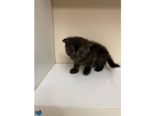 2 aylık scottish fold