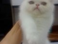Yavru Kedi