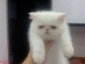 Yavru Kedi