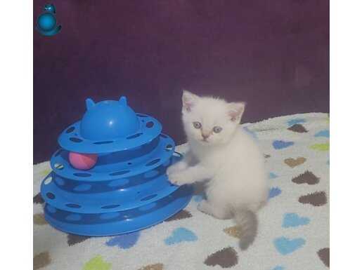 British shorthair bebişler
