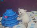 British shorthair bebişler